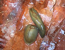 Two individuals of the green form of Triboniophorus graeffei, in the forest in Chatswood West, New South Wales. The slug on the right is starting to become active, the other is in the contracted state.