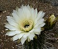 Trichocereus chiloensis 3.jpg