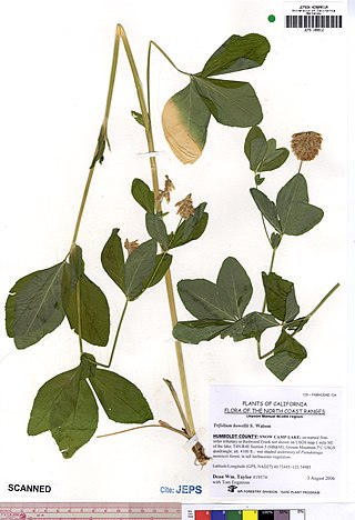 <i>Trifolium howellii</i> Species of legume