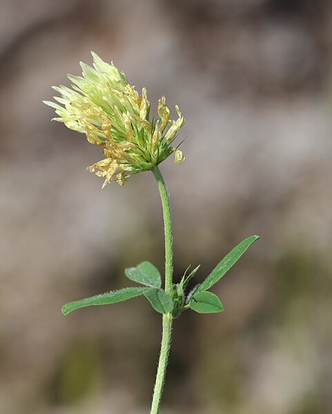 File:Trifolium ochroleucon flower (21).jpg