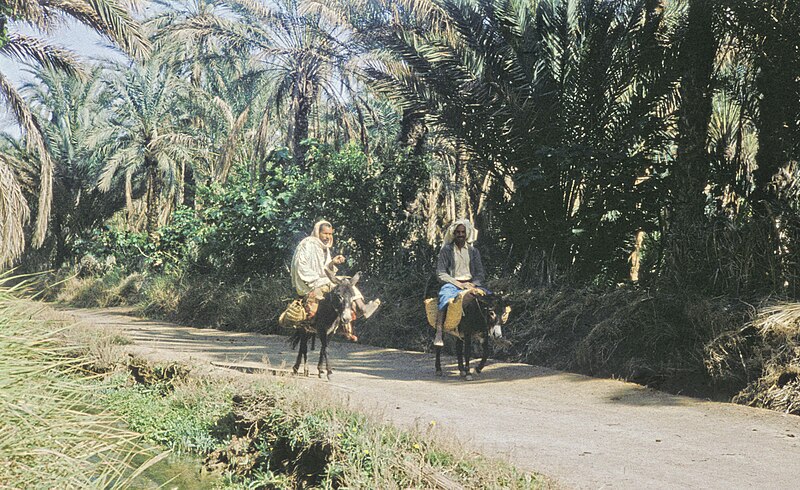 File:Tunis1960-049 hg.jpg