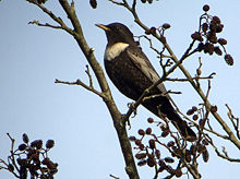Ring ouzel, a rare summer visitor to high mountains. Turdus torquatus2.jpg