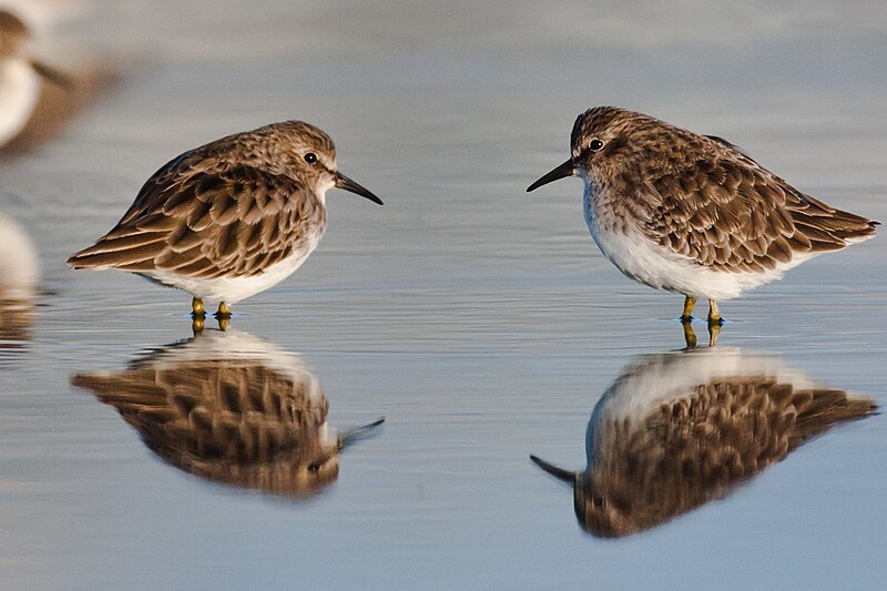 File:Two Least Sandpipers Calidris minutilla (5133829679).jpg