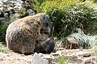 tatra marmots