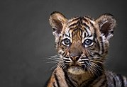 Mládě tygra sumaterského z jihlavské zoo