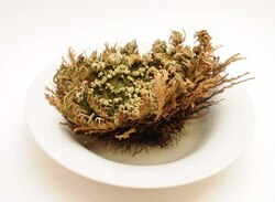 File: Loggerhead Rose of Jericho.ogv