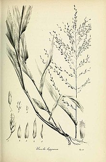 Uniola lappacea - Graminum turlari - 3.jpg