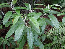 Unknown plant Elvina Bay.jpg