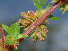 A length of stem with a cluster of flowers Urticaceae - Parietaria judaica-1.JPG