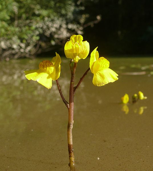 File:Utricularia australis 030911.JPG