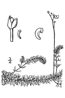 Utricularia geminiscapa illust.jpg