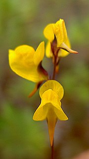 <i>Utricularia juncea</i> species of plant