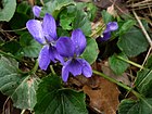 VIOLA SYLVESTRIS - SANT DONAT - IB-382 (Viola silvestre).JPG