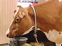 Vache-pie-rouge-des-plaines SDA2014.JPG