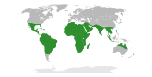 World map showing Vachellia species occurring through out the tropics