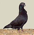 Valencian Figurita, one of the smallest breeds of pigeon
