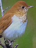 Thumbnail for File:Veery23.jpg