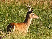 Venado de las pampas.jpg 