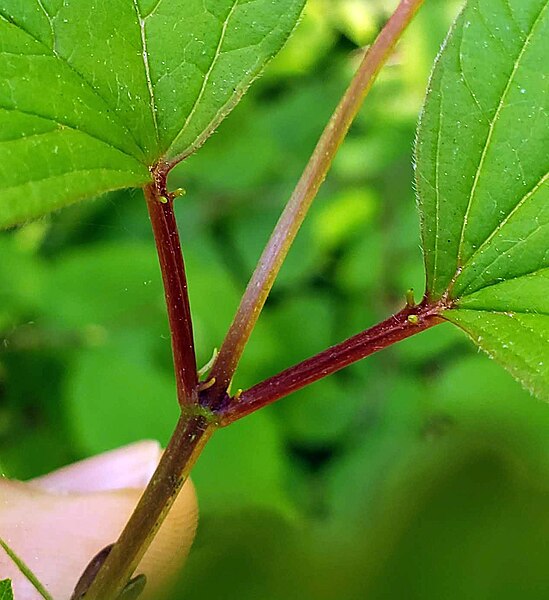 File:Viburnum opulus var. americanum iNat-134634057.jpg