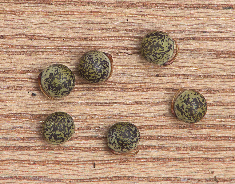 File:Vicia hirsuta seeds, ringelwikke zaden.jpg