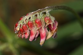 Vicia nigricans (Black Vetch), inflorescence