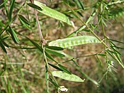 Unreife Hülsenfrucht von Vicia sativa subsp. nigra