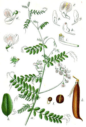 Vicia sylvatica Sturm5.jpg