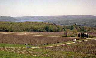 <span class="mw-page-title-main">Cayuga Lake AVA</span> American Viticultural Area in New York