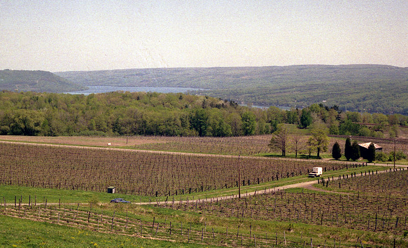 File:Vineyard and Cayuga Lake, New York, 1991.jpg