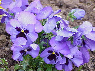 <span class="mw-page-title-main">Violales</span> Order of eudicot flowering plants