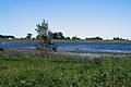 * Nomination: View of Laguna del Cisne, Partido de Tandil, Argentina --CustodiosdeLagunadelCisme 22:38, 12 October 2017 (UTC) * * Review needed