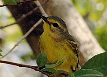 Vitelline Warbler.jpg