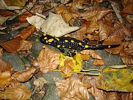 Salamandra salamandra beschkovi