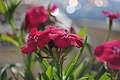 * Nomination This is sweet william flower (Dianthus barbatus). Sweet william symbolizes gallantry. --ViGA 06:06, 29 June 2017 (UTC) * Decline Unsharp, Tournasol7 18:36, 29 June 2017 (UTC)