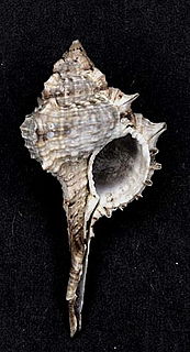 <i>Vokesimurex woodringi</i> Species of gastropod