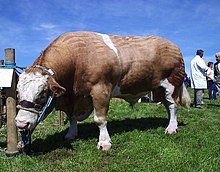 A Simmental bull waiting to be judged at the Fishguard show Waiting for the judging at Fishguard show - geograph.org.uk - 307543.jpg