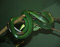 Red-tailed Ratsnake (Gonyosoma oxycephala)}}