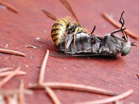 ไฟล์:Wasp-vespula-vulgaris-vs-horsefly-tabanus-bromius_3v4.jpg
