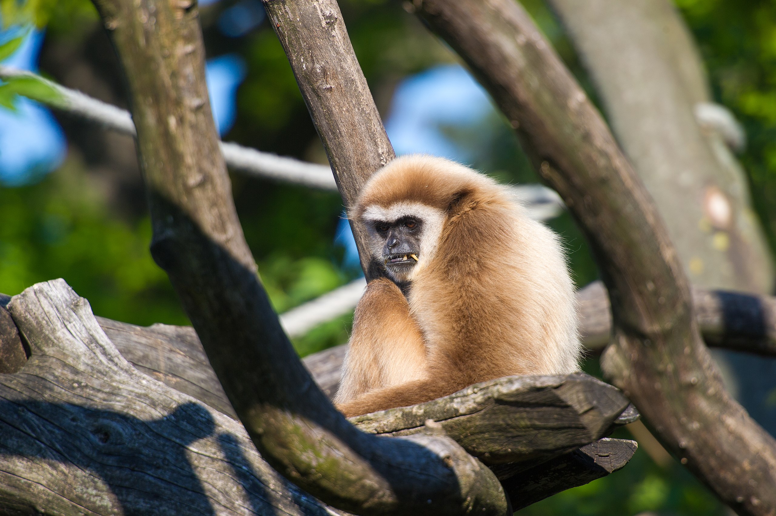 Hylobates lar / Lar gibbon in Dierenpark Planckendael