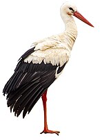 Weissstorch (Ciconia ciconia) white background.jpg