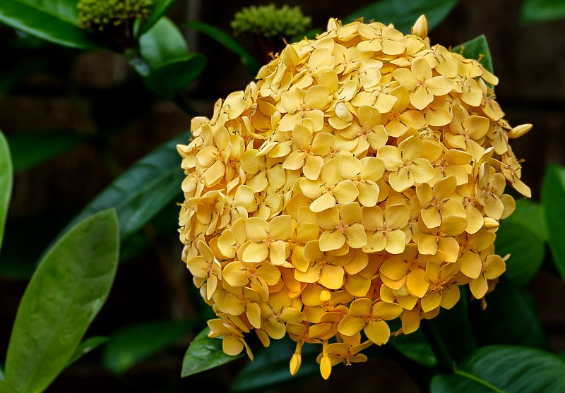 File:West Indian Jasmine -- Ixora (yellow).jpg