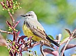 Thumbnail for File:Western Kingbird 4755.jpg