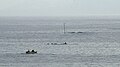 Improvised whale safari (orcas). Photo taken from the lighthouse porch.