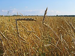 Wheat Tomsk.jpg