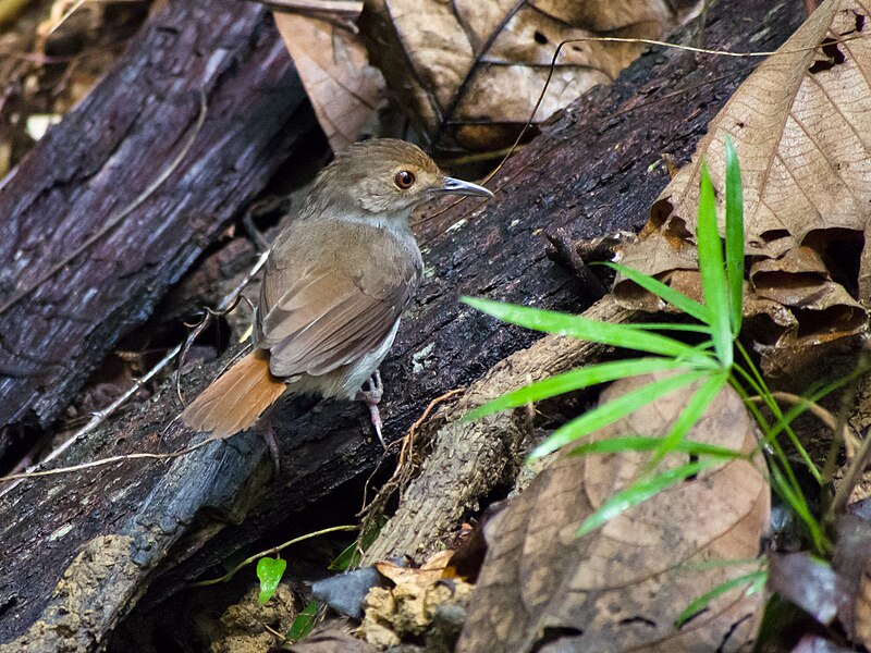 File:White-chested Babbler (14080527314).jpg