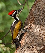 White-naped Woodpecker (Chrysocolaptes festivus) in Hyderabad W IMG 7547.jpg