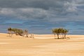 * Nomination Sand dune “Big Drift” in Wilsons Promontory National Park, Victoria, Australia --XRay 04:26, 13 January 2020 (UTC) * Promotion  Support Good quality -- Johann Jaritz 04:51, 13 January 2020 (UTC)