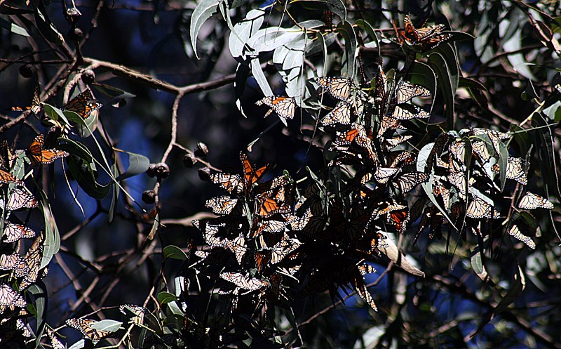 File:Wintering Monarch butterflies 15.jpg