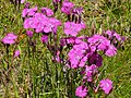 Woodland Pink (Dianthus sylvaticus) (8331928811).jpg
