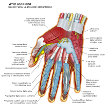 Muscles and other structures of wrist and palm Wrist and hand deeper palmar dissection.svg